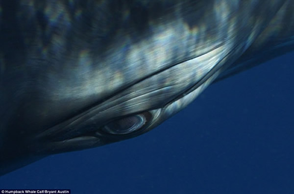 美国摄影师近距离拍摄鲸鱼