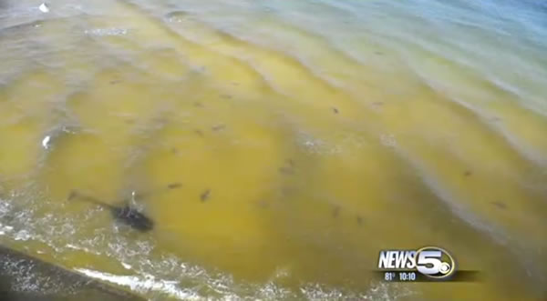 阿拉巴马州的橘子滩水域可以看到牛鲨的身影