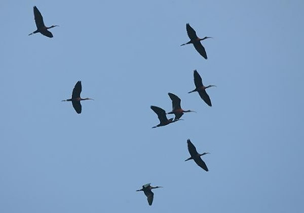 彩鹮(陈王时 摄于印度)