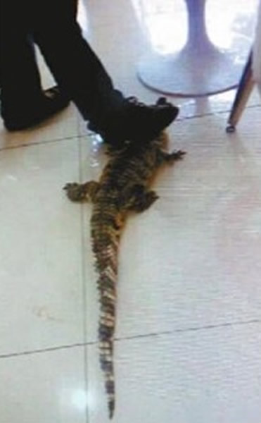 ����д��¥��������