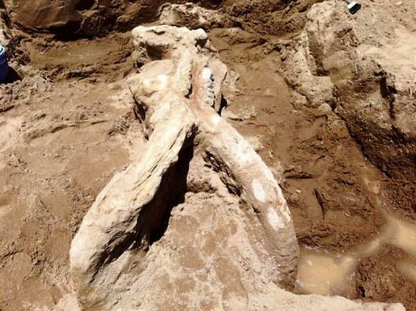 古生物学家在美国新墨西哥州大象小山湖国家公