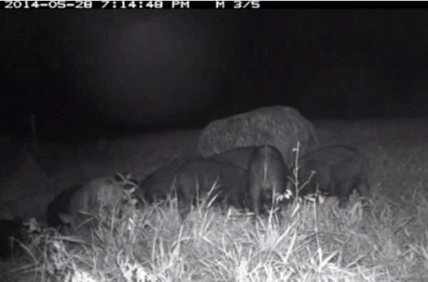 大批野猪正逼近澳洲悉尼城郊