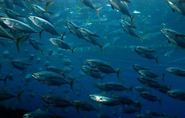 太平洋8个岛国决定2015年起进入辖下水域捕捉鲣鱼的费用大增6成