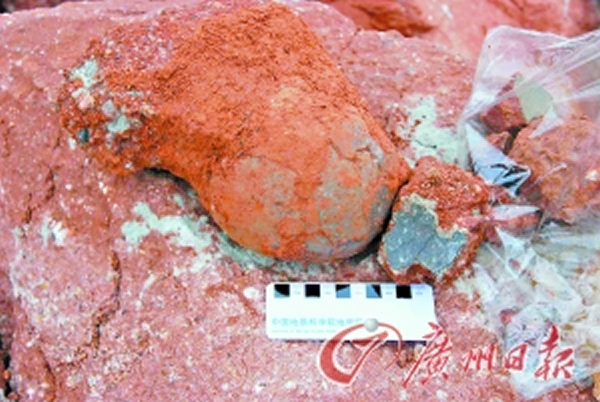 当地考古人员在河源恐龙骨骼化石发掘地现场捡拾到的一枚恐龙蛋化石