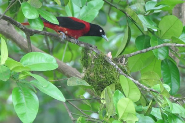 一对保育类朱鹂在台湾宜兰冬山育雏