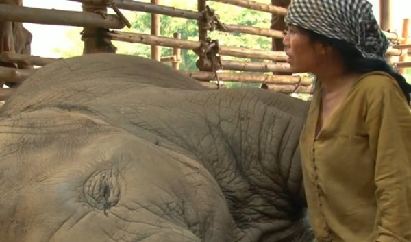 ���һ��Ů����Ա�ø�������һͷС����˯