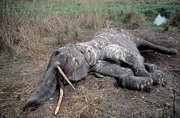 大批在加兰巴国家公园栖息的大象,被非法猎杀。