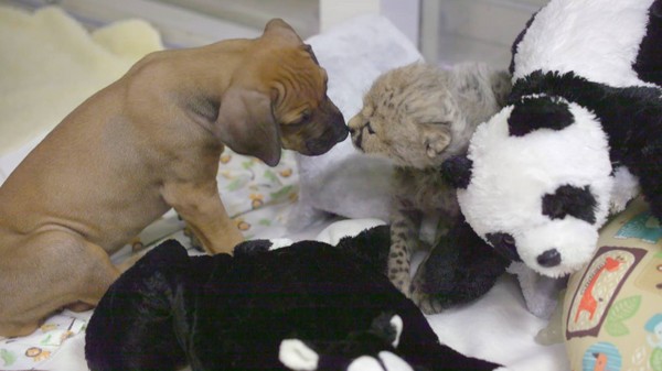 美国加州小猎豹刚出生就被妈妈抛弃 小狗来陪伴