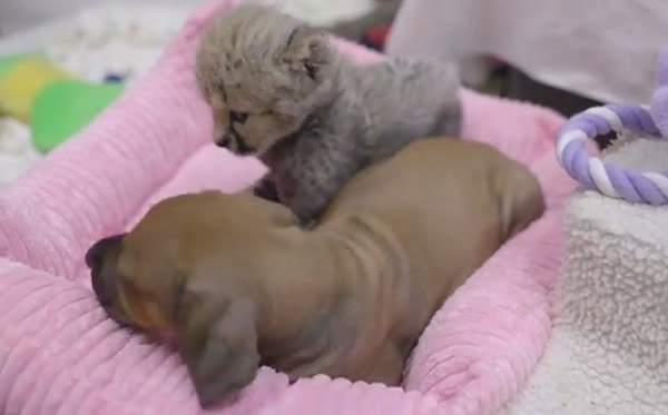 美国加州小猎豹刚出生就被妈妈抛弃 小狗来陪伴