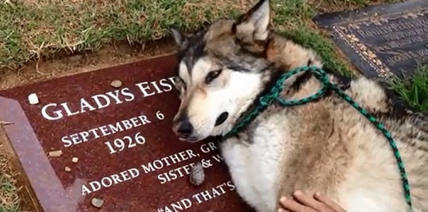 һֻȮĸȥѹſĹϼٵس