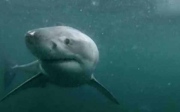 澳洲男子悉尼港跳水 刚落水就发现一条鲨鱼游到面前