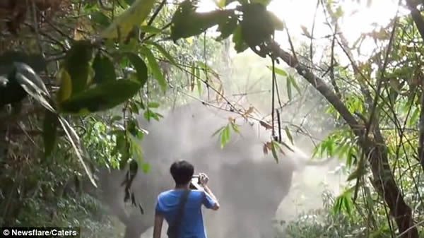 游客在泰国自然保护区与大象狭路相逢挥手化解危机