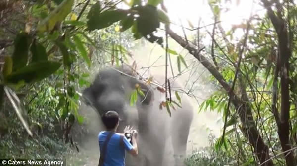 游客在泰国自然保护区与大象狭路相逢挥手化解危机