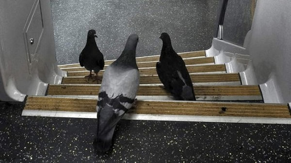 澳洲悉尼3只鸽子结伴坐火车 - 神秘的地球 科学