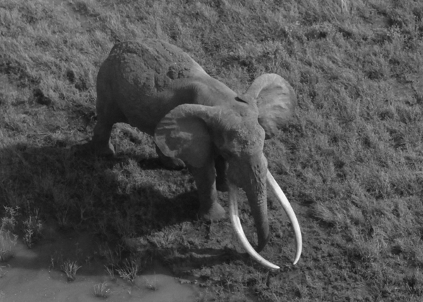 ������֪���������ա�(Satao)6�³�������ɱ