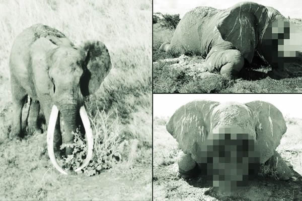 ������֪���������ա�(Satao)6�³�������ɱ