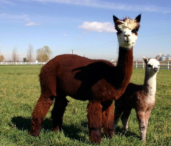 澳洲“草泥马”羊驼在大陆网上热卖