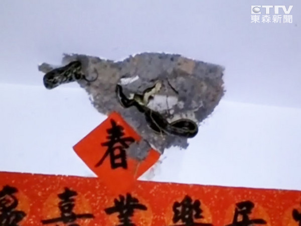 台湾两公尺锦蛇觅食失败压垮鸟巢害2幼鸟摔死