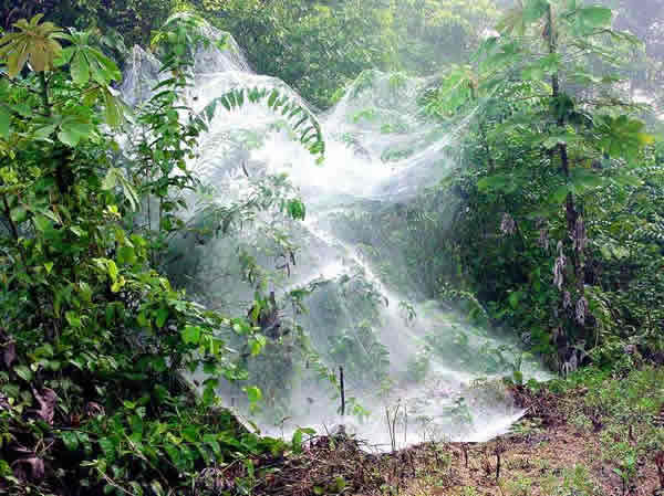 社会性蜘蛛行为可能影响劳动分工