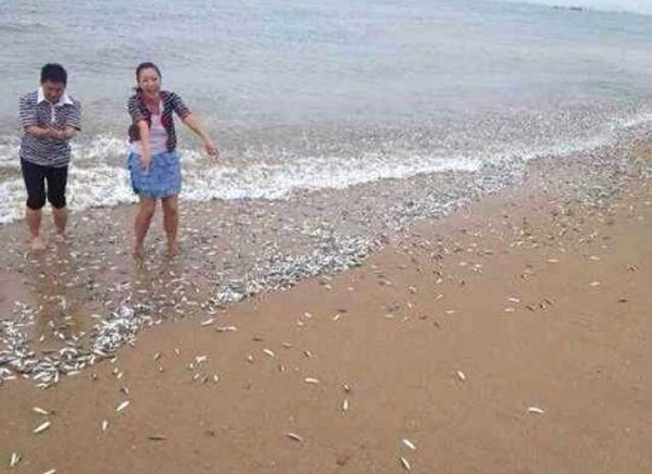 ��������С�㱻̨�紵�Ϻ�̲