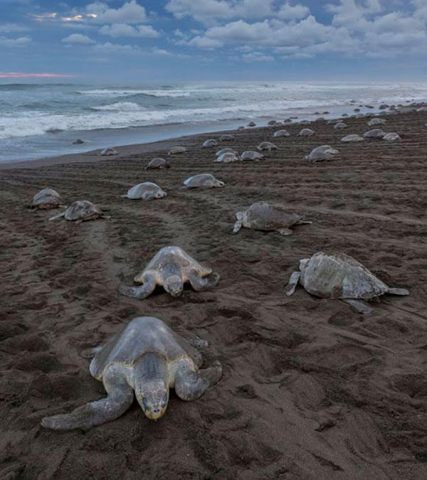 数千只丽龟爬上哥斯达黎加海岸准备产卵