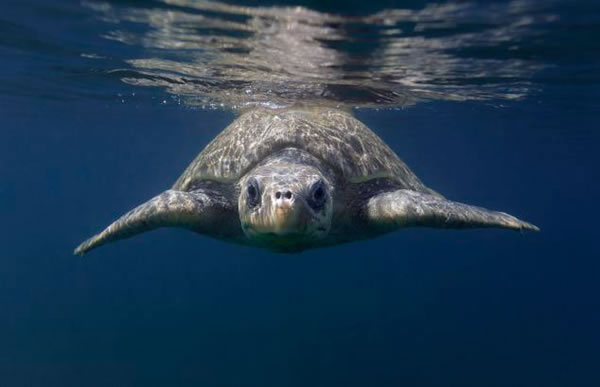 数千只丽龟爬上哥斯达黎加海岸准备产卵