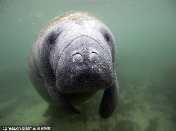 美国佛罗里达州水晶河海牛见到人撒娇
