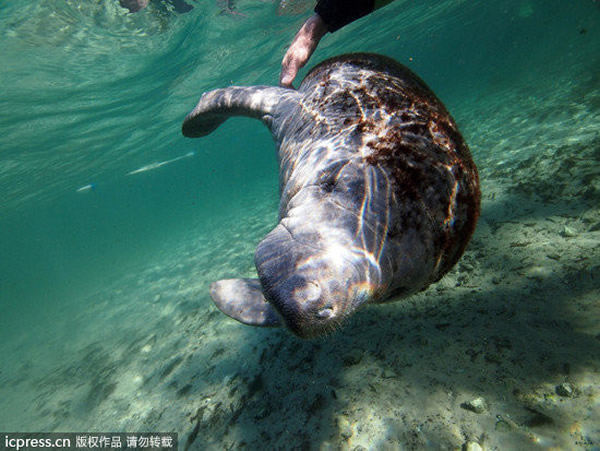 美国佛罗里达州水晶河海牛见到人撒娇