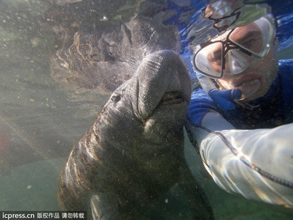 美国佛罗里达州水晶河海牛见到人撒娇