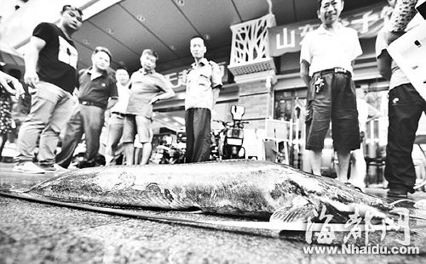 �����󺣹�԰�ڵ�����������㣨���㣩