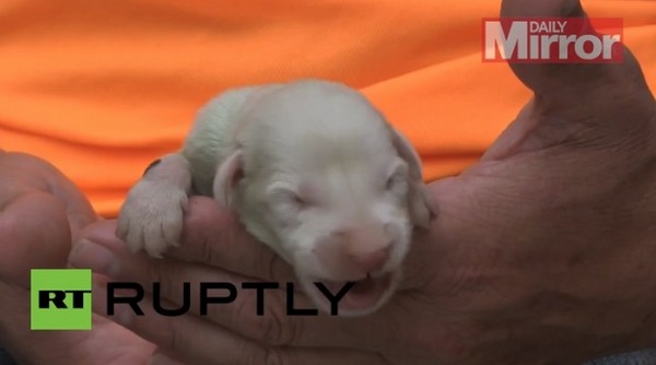 ������ĸ��Ȯ������ֻ��ë���� ����ɫ����������ȥ