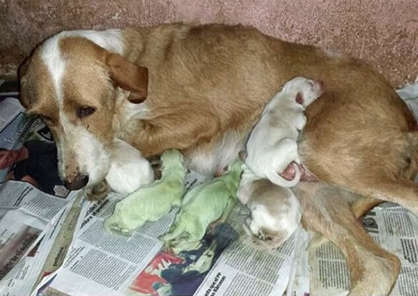 ������ĸ��Ȯ������ֻ��ë���� ����ɫ����������ȥ