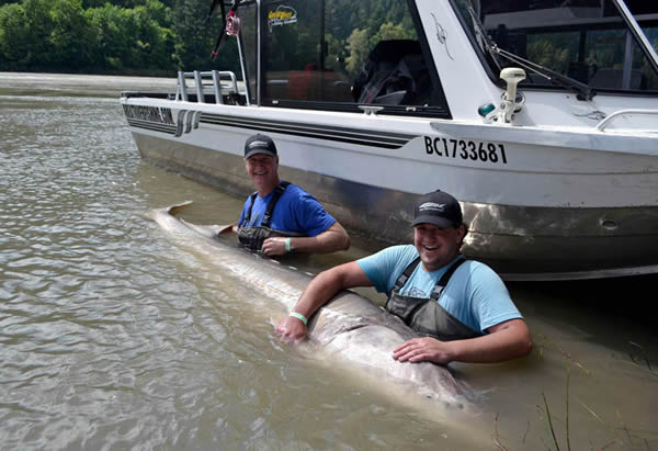 美国一对父子在河中捕获800斤大白鲟鱼后放归自然