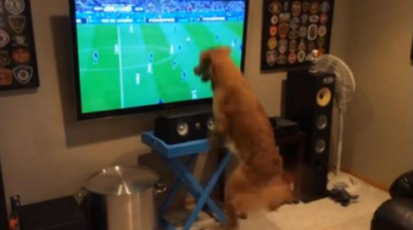 美国小狗在世界杯期间变身疯狂球迷 每天花好