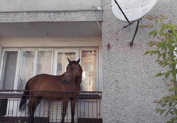 波兰男子为防马匹被盗将其圈养在阳台