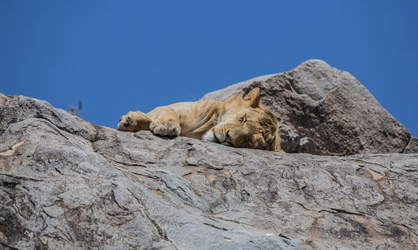《狮子王》主角原型自然栖息地:非洲东部塞伦盖蒂平原中部的Namiri平原