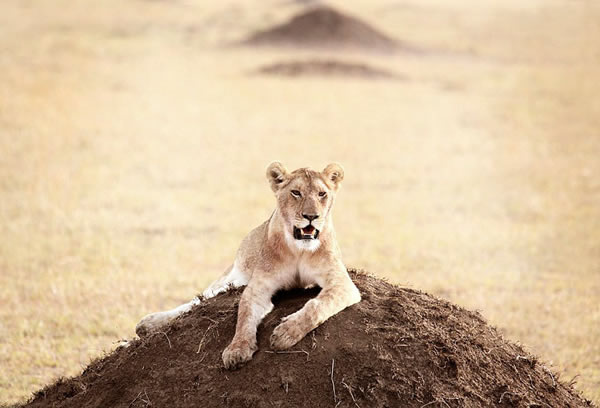 《狮子王》主角原型自然栖息地:非洲东部塞伦盖蒂平原中部的Namiri平原