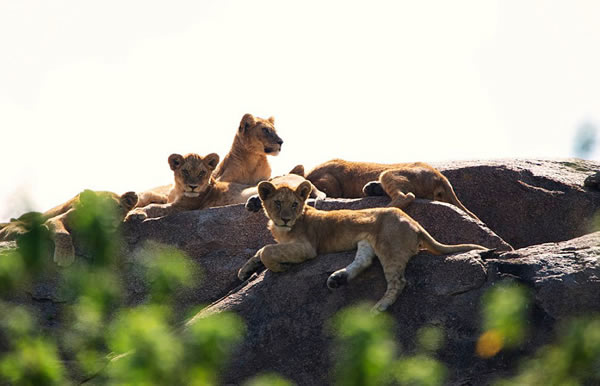《狮子王》主角原型自然栖息地:非洲东部塞伦盖蒂平原中部的Namiri平原