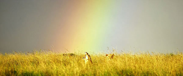 《狮子王》主角原型自然栖息地:非洲东部塞伦盖蒂平原中部的Namiri平原