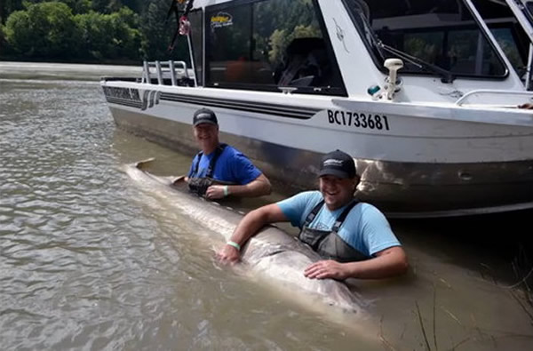 美国一对父子在加拿大不列颠哥伦比亚省的弗雷泽河钓到400公斤白鲟鱼