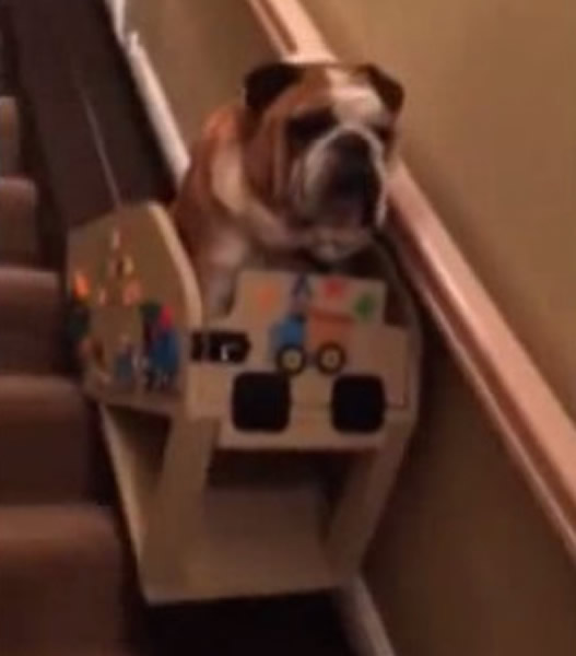 英国斗牛犬渐变老 主人订制升降椅方便它上下楼