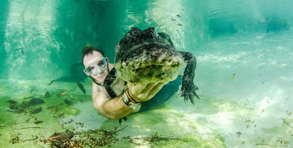 美国佛罗里达州“沼泽前哨”鳄鱼庇护所工作人员与鳄鱼共舞