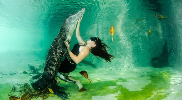 美国佛罗里达州“沼泽前哨”鳄鱼庇护所工作人员与鳄鱼共舞