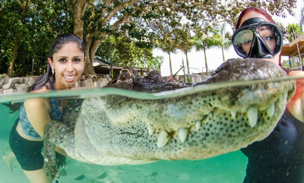 美国佛罗里达州“沼泽前哨”鳄鱼庇护所工作人员与鳄鱼共舞