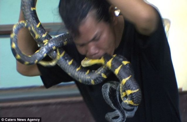 泰国芭提雅耍蛇人用嘴叼起剧毒金环蛇