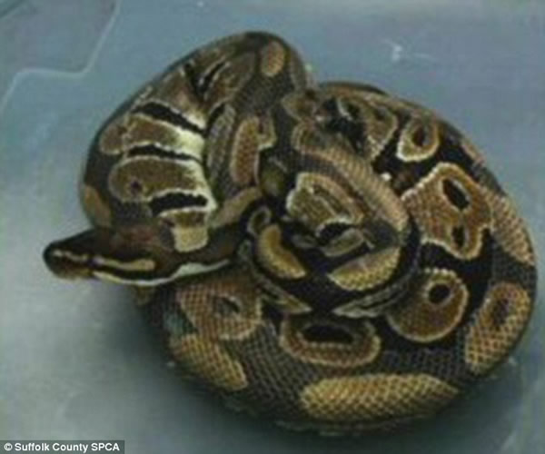 美国夫妇在沙发坐垫下发现一条近1米长的巨蟒