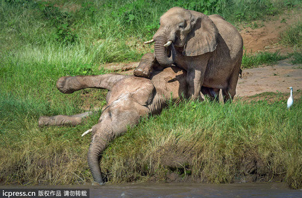 ������ô�ˣ��찡����һֻ�����ᴥ���ѵġ����塹���ұ���ֻ������ʲô����