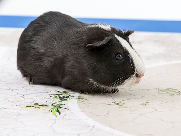 �������籭����ʿ������ϣ��Ԥ����ʿ�ӽ���20�ձ�����ܷ�����