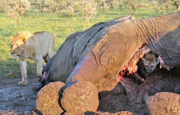 7只狮子突然出现 斑鬣狗吓得躲进大象尸体里