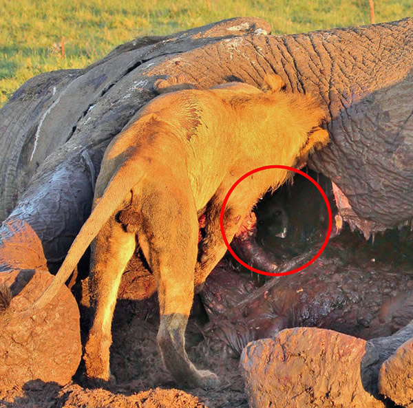 尽管只有几英寸的距离,狮子根本没有注意到鬣狗。